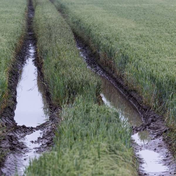 PRODUKTION - 05.06.2024, Nordrhein-Westfalen, Hürth: Wasser steht auf einem noch grünen Weizenfeld. (zu dpa: «Regennasse Äcker - Mais, Zuckerrüben und Kartoffeln später im Boden») Foto: Rolf Vennenbernd/dpa +++ dpa-Bildfunk +++