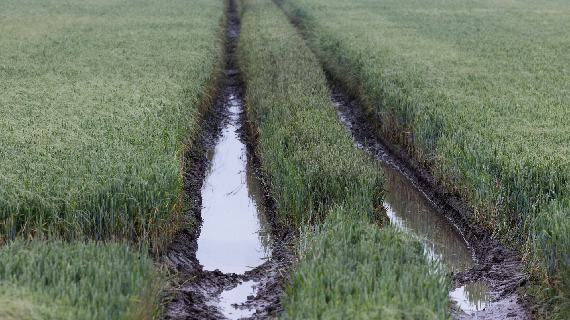 PRODUKTION - 05.06.2024, Nordrhein-Westfalen, Hürth: Wasser steht auf einem noch grünen Weizenfeld. (zu dpa: «Regennasse Äcker - Mais, Zuckerrüben und Kartoffeln später im Boden») Foto: Rolf Vennenbernd/dpa +++ dpa-Bildfunk +++