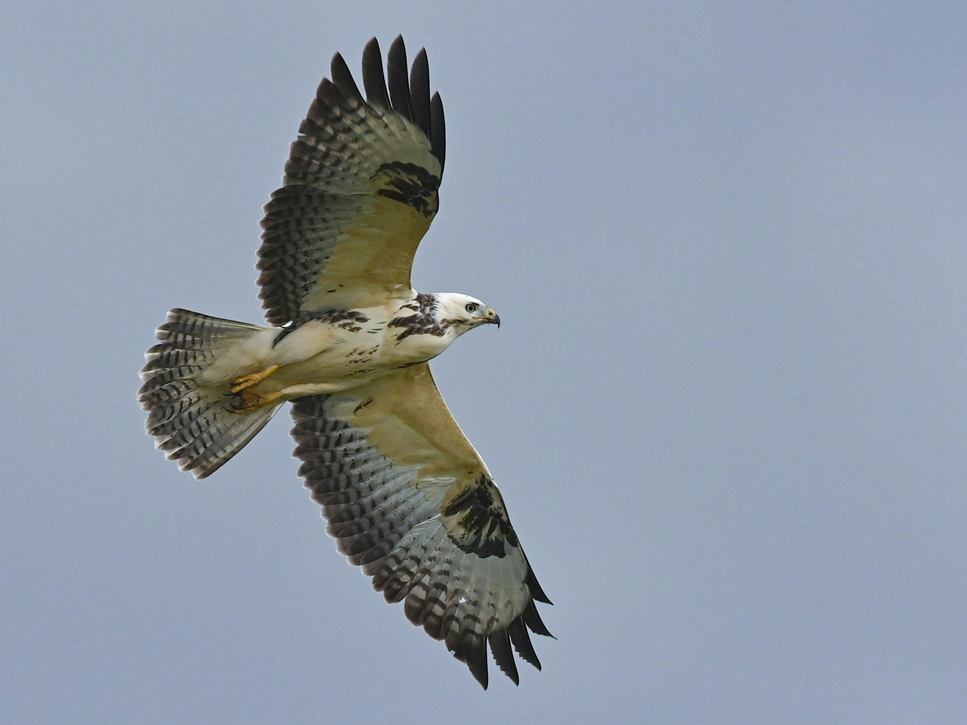 Ein Mäusebussard fliegt am Himmel. Auch diese Vögel können angreifen, wenn sie ihre Brut in Gefahr sehen.