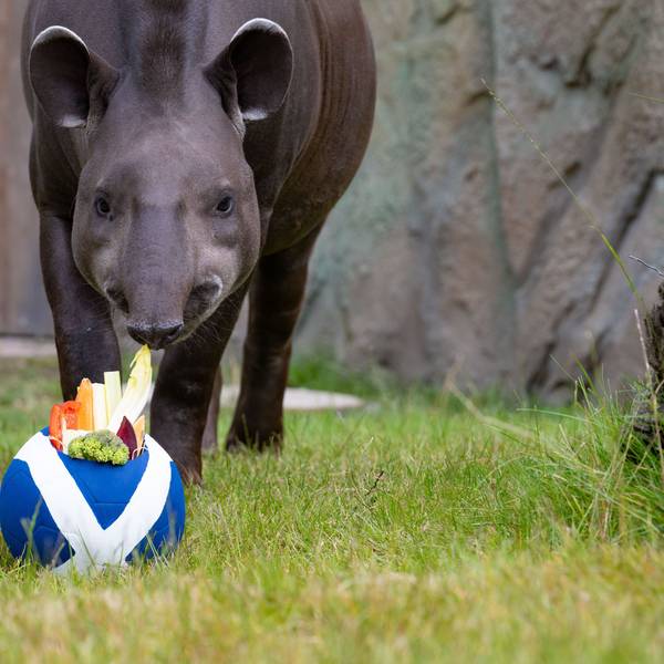 apir Theo steht vor einem Fußball mit der schottischen Flagge.