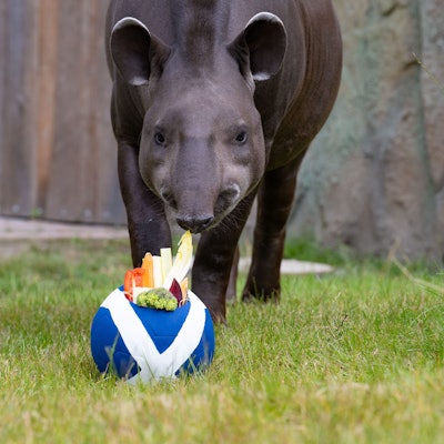 apir Theo steht vor einem Fußball mit der schottischen Flagge.