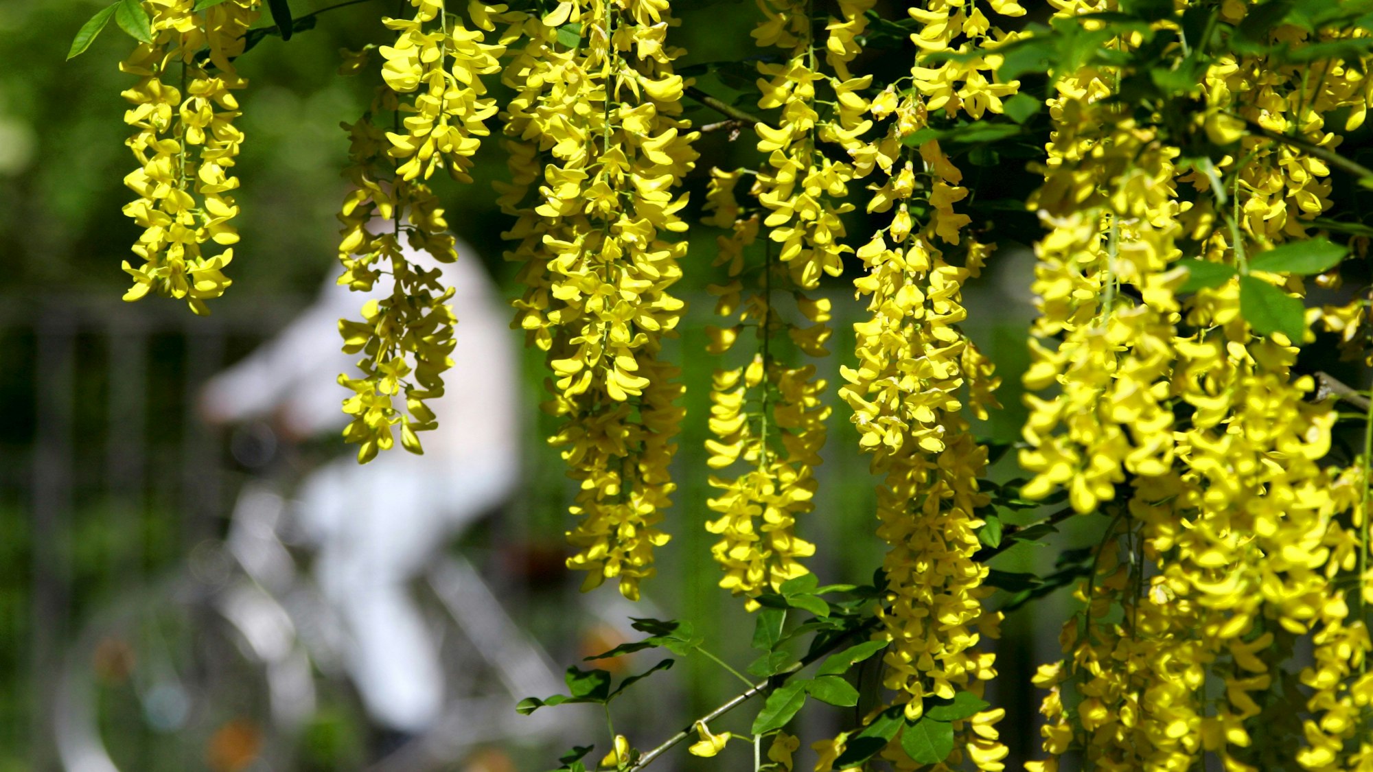 Gelbe Blüten der Goldregen-Pflanze an einem Biergarten in Münche.