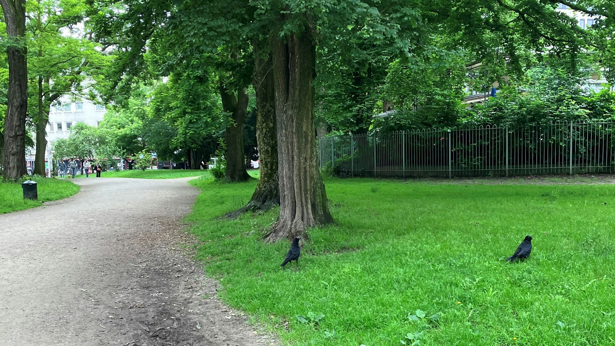 Ein Rabenkrähen-Paar tippelt über den Rasen im Kölner Stadtgarten. Einer der beiden Vögel soll die Jungendlichen angegriffen haben.