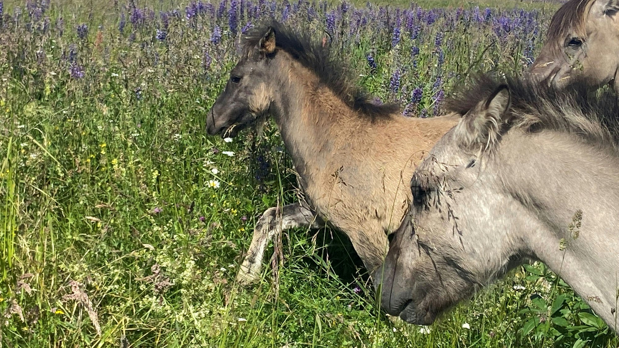 Auf dem Bild ist ein Fohlen zu sehen.