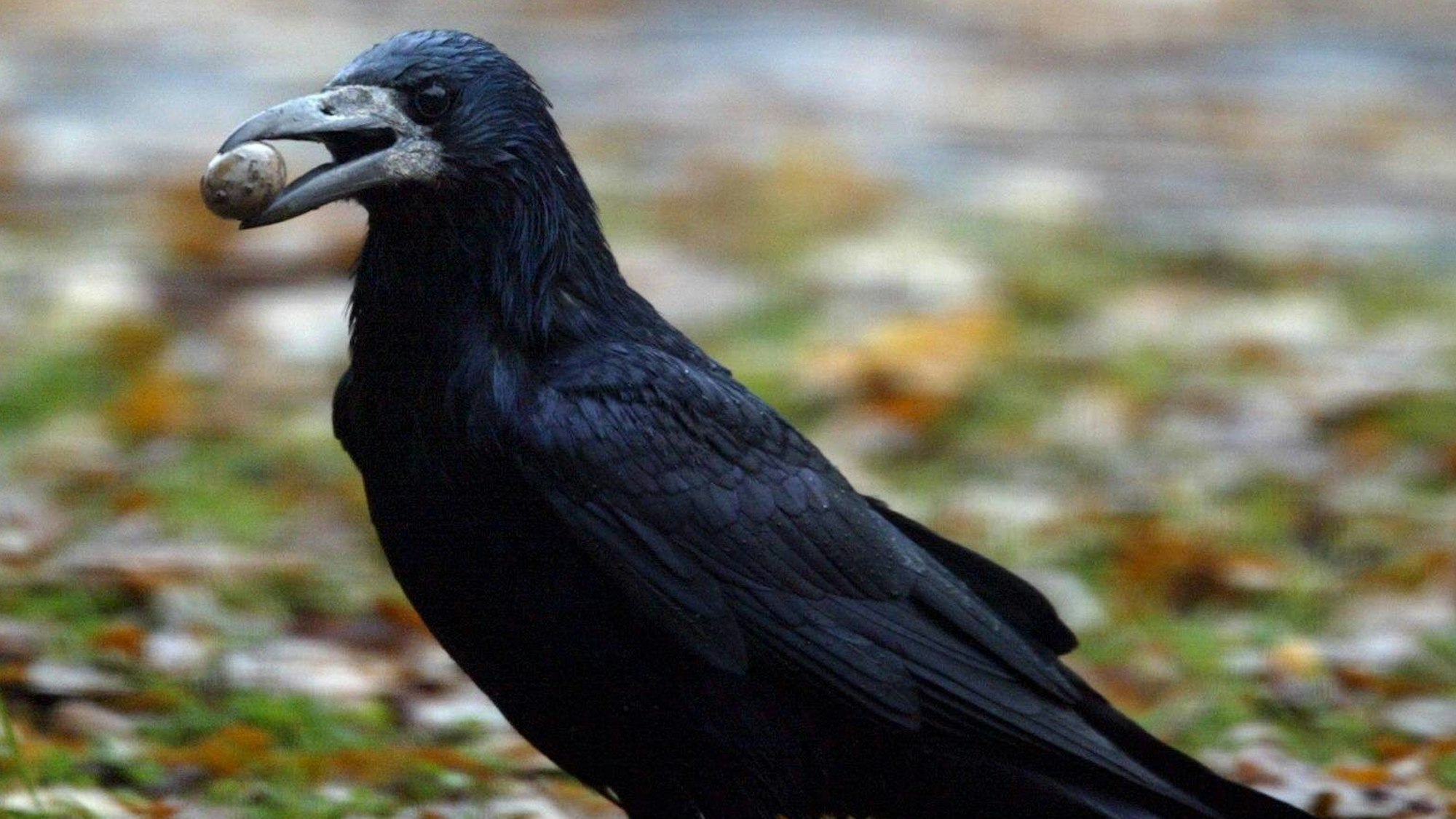 Eine Krähe trägt eine Eichel im Schnabel. Während der Brutzeit kann eine Rabenkrähe aggressiv werden und in Einzelfällen sogar Menschen angreifen.