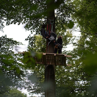 Umweltaktivisten befinden sich in den Bäumen.