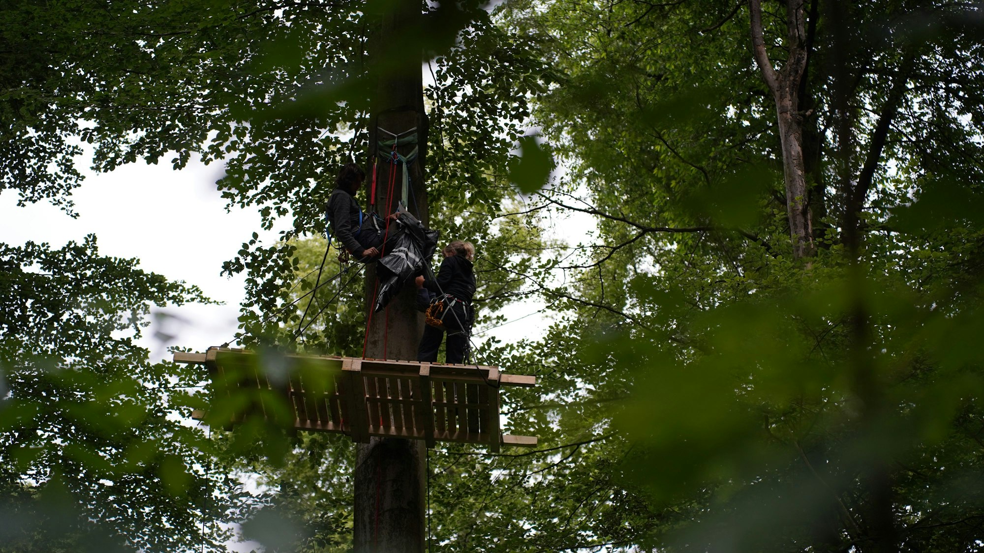Umweltaktivisten befinden sich in den Bäumen.