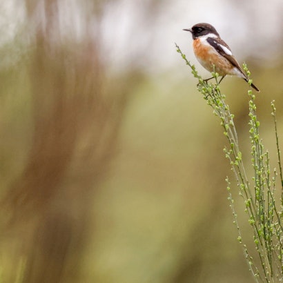 Ein Vogel in der Wahner Heide – nun soll Köln ein neues Naturschutzgebiet bekommen.