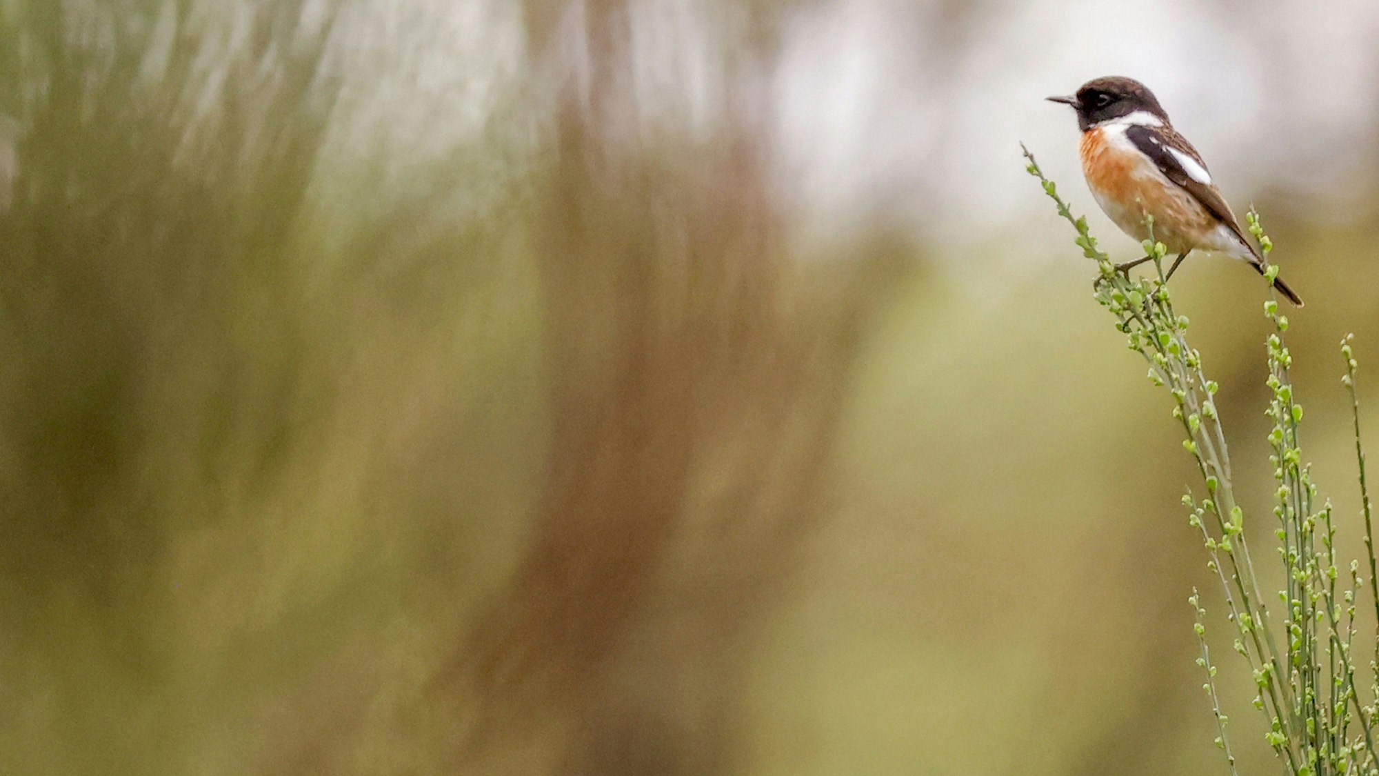 Ein Vogel in der Wahner Heide – nun soll Köln ein neues Naturschutzgebiet bekommen.