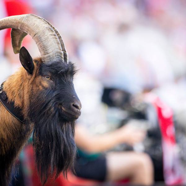 Geißbock Hennes IX