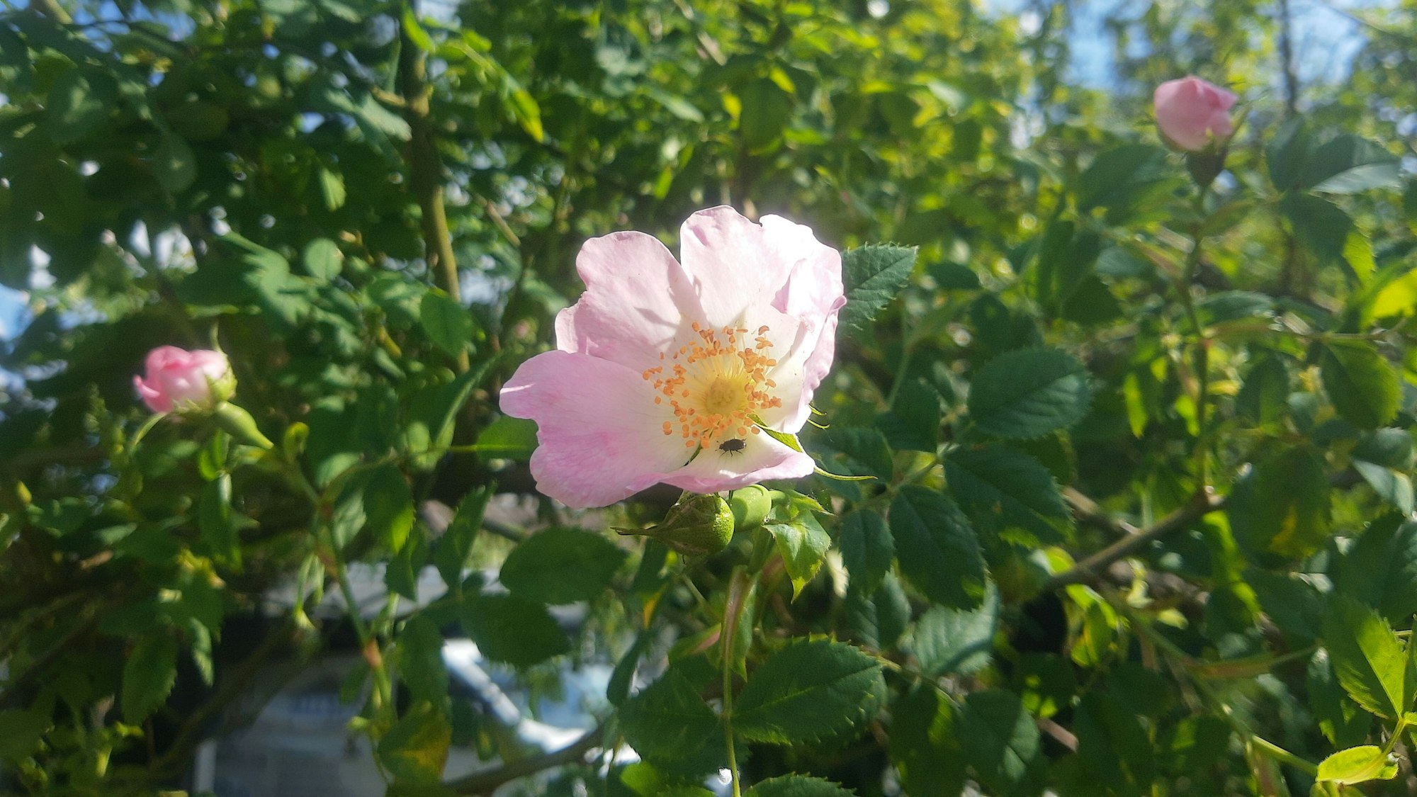 Wie alle Wildrosen hat die Hundsrose im Gegensatz zu gefüllten Züchtungen ein „offenes Auge“.