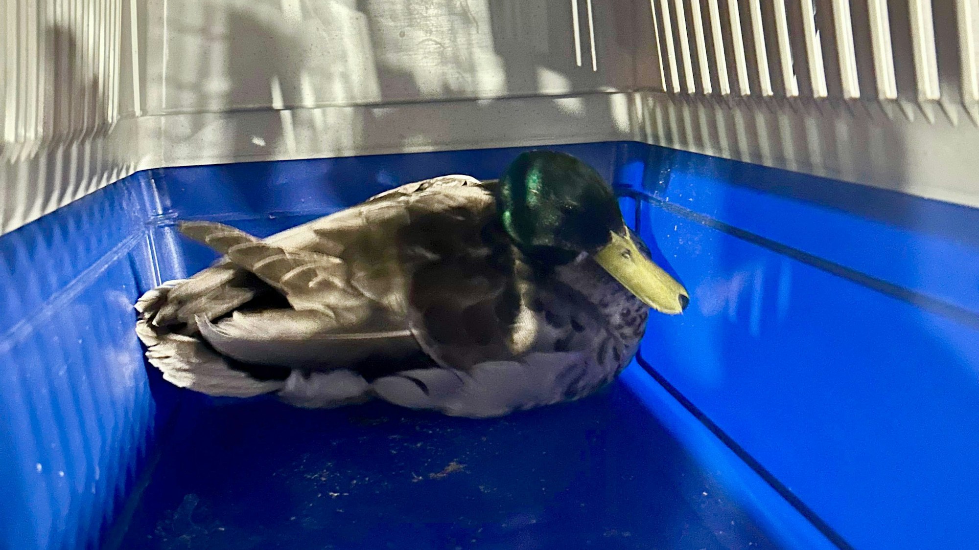 Enterich „Rüdiger“ sitzt in einer Transportbox auf dem Weg zum Tierarzt.