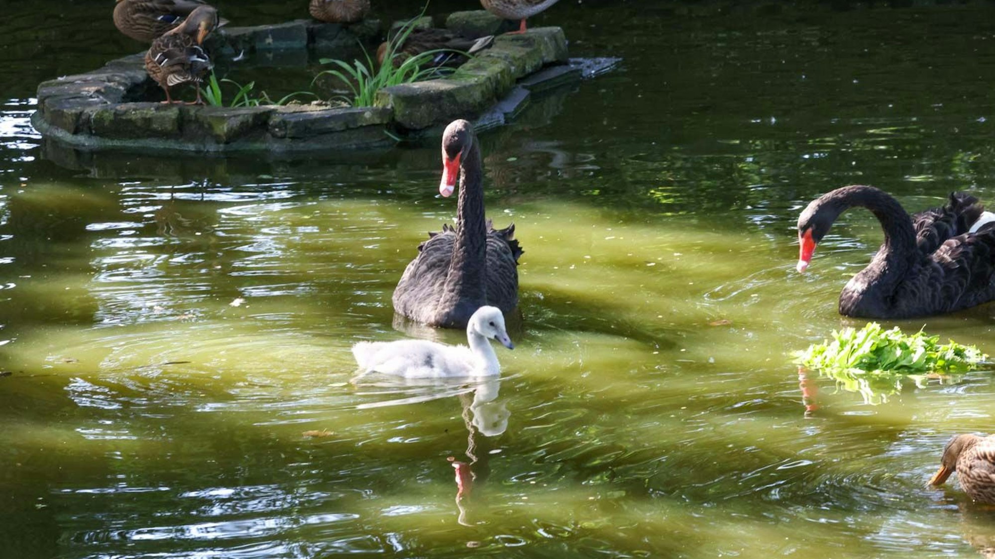 Das Bild zeigt den jungen Trompeterschwan zusammen mit dem Schwarzschwan-Paar.