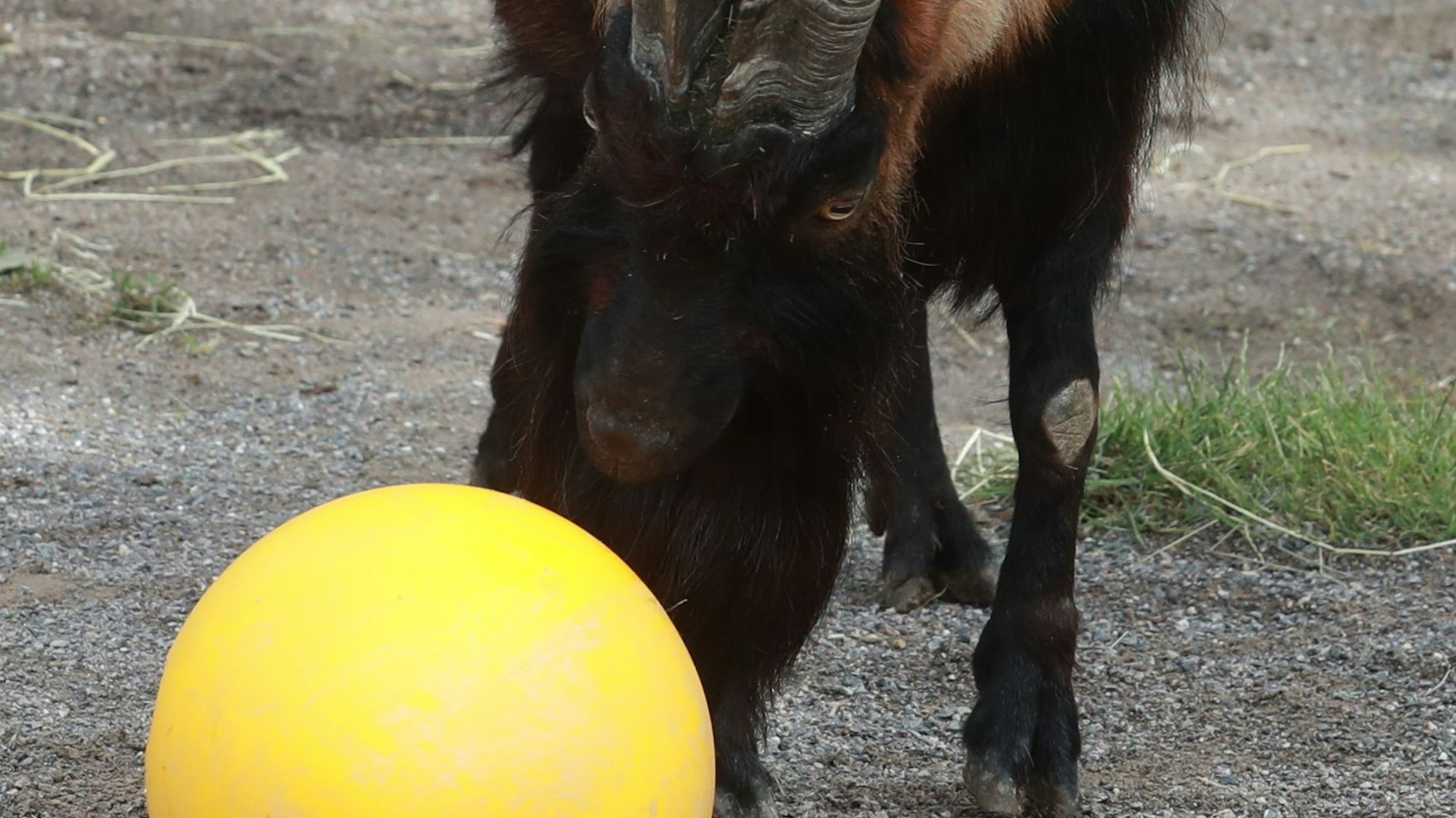 Zu sehen ist der Geißbock Hennes IX. mit einem gelben Futterball.