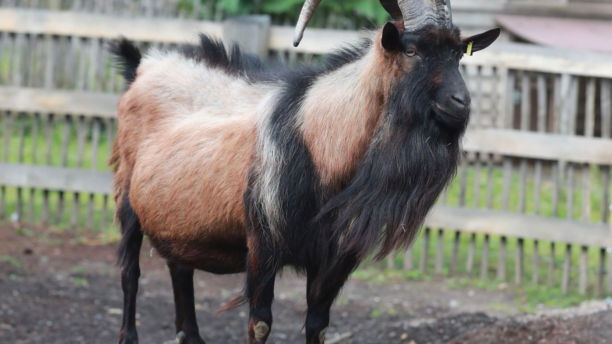 Zu sehen ist Geißbock Hennes IX. in seinem Außengehege.