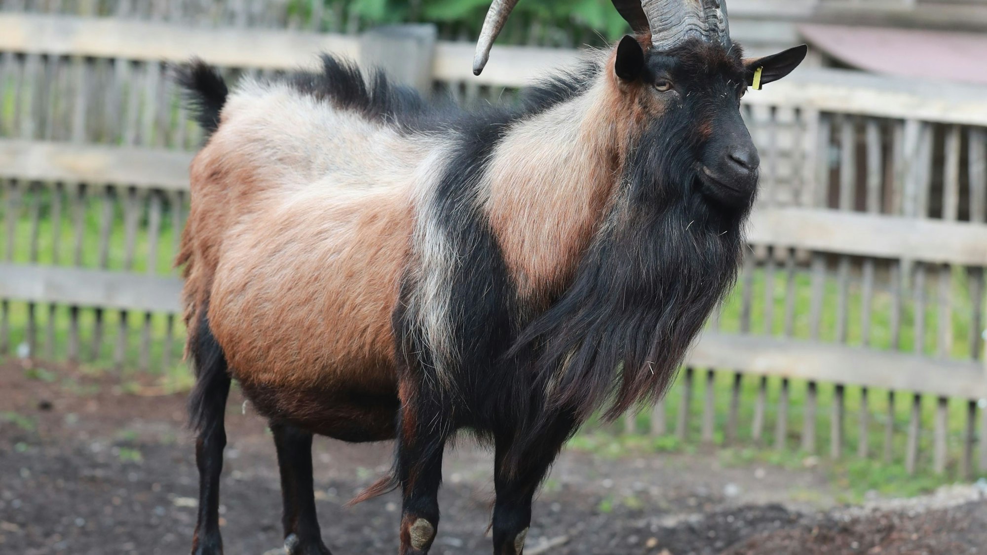 Zu sehen ist Geißbock Hennes IX. in seinem Außengehege.