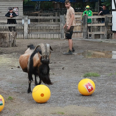 Zu sehen ist Geißbock Hennes IX. in seinem Außengehege. Vor ihm befinden sich drei gelbe Futterbälle.