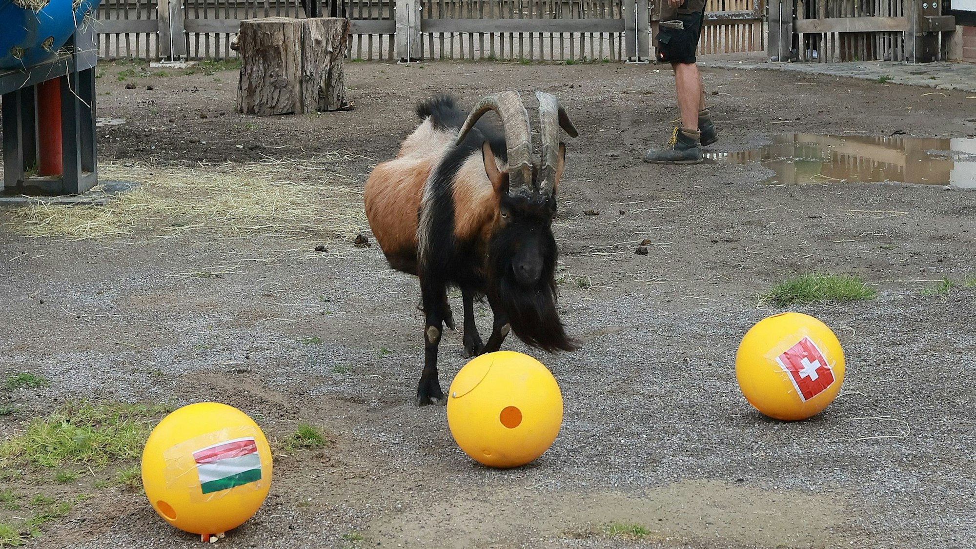 Zu sehen ist Geißbock Hennes IX. in seinem Außengehege. Vor ihm befinden sich drei gelbe Futterbälle.
