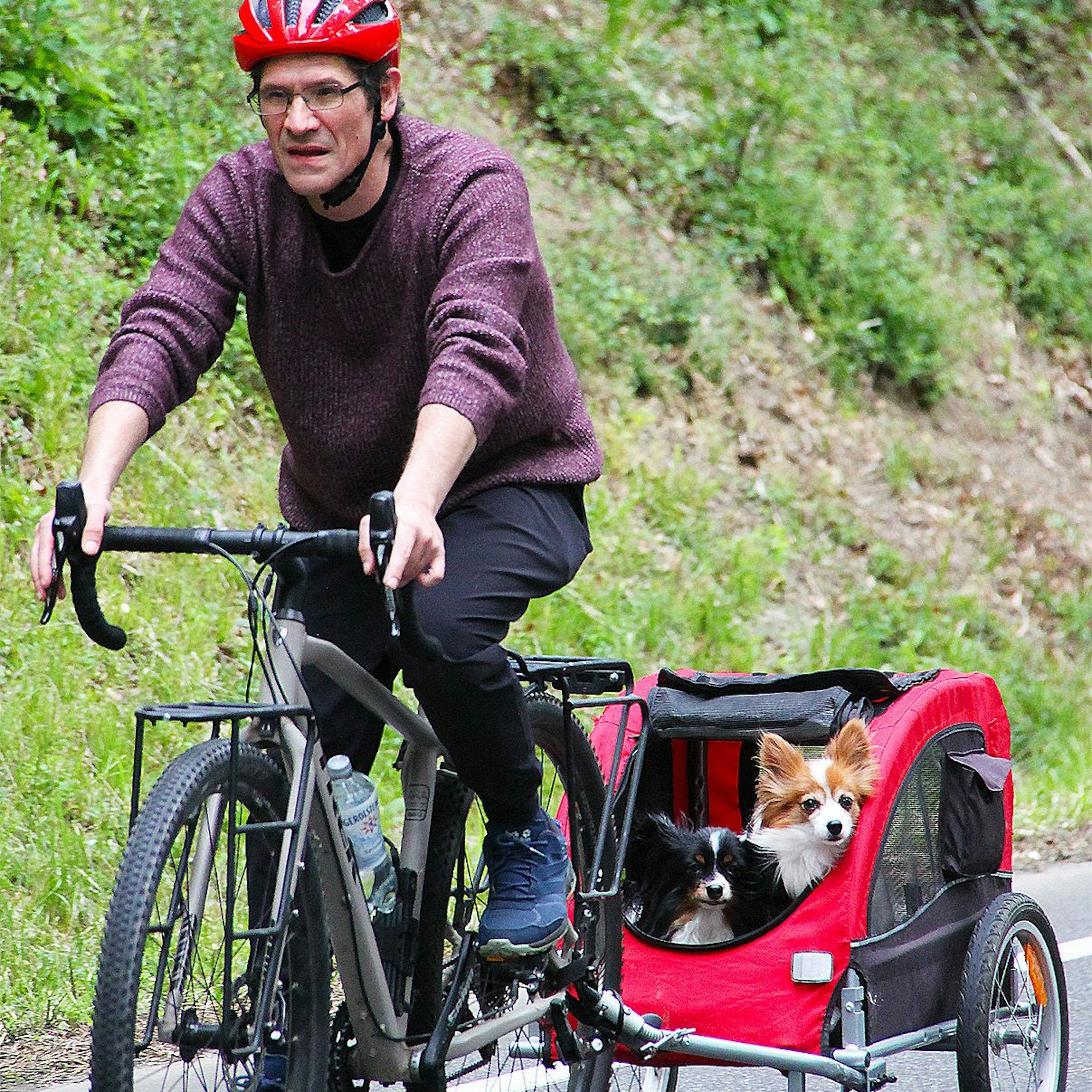 Während der Fahrradfahrer in die Pedale tritt, schauen hinten seine beiden kleinen Hunde aus dem Anhänger.