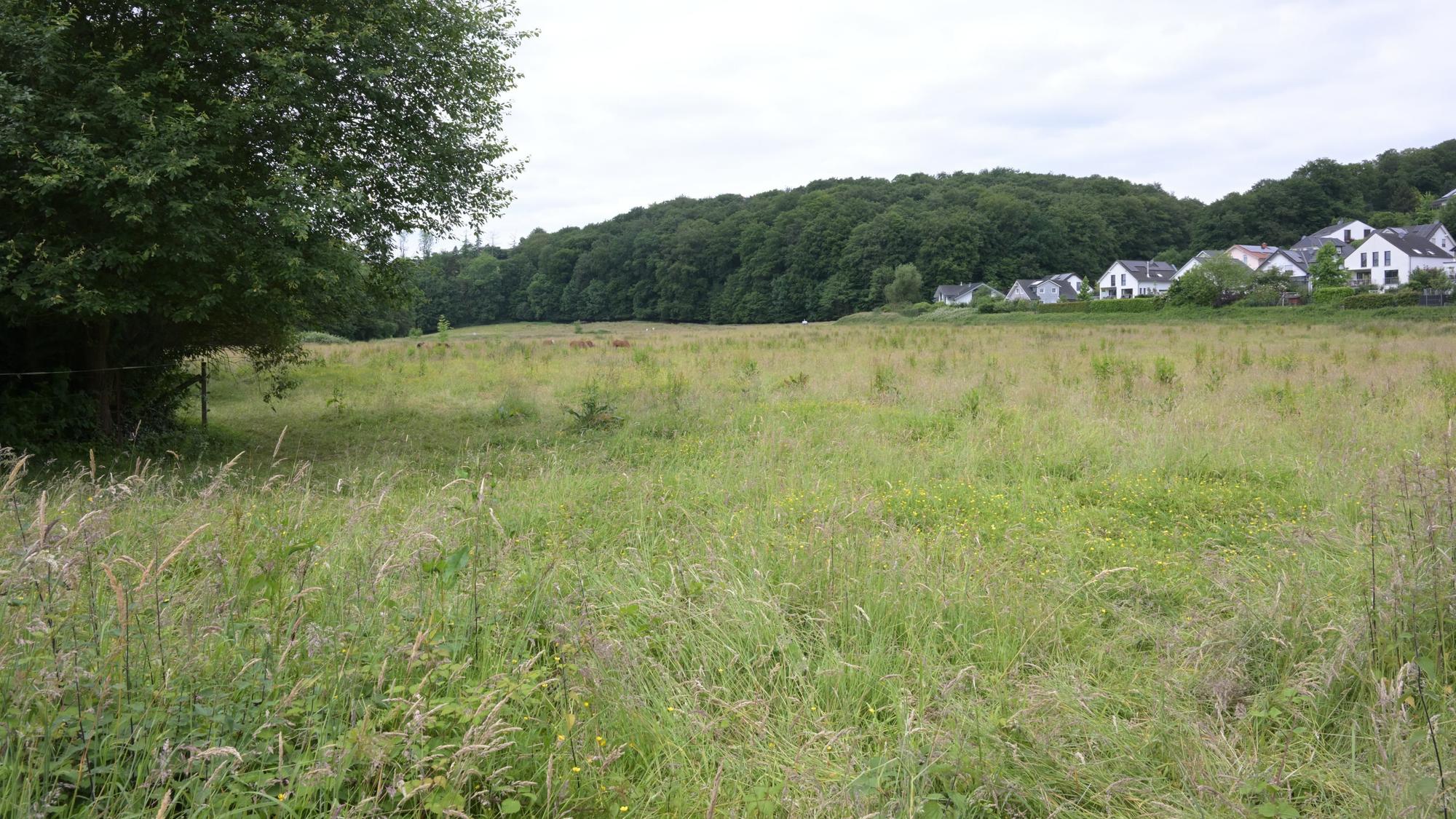 Eine große, unbebaute Wiese mit Grasland: Die Penny-Wiese in Odenthal-Osenau.