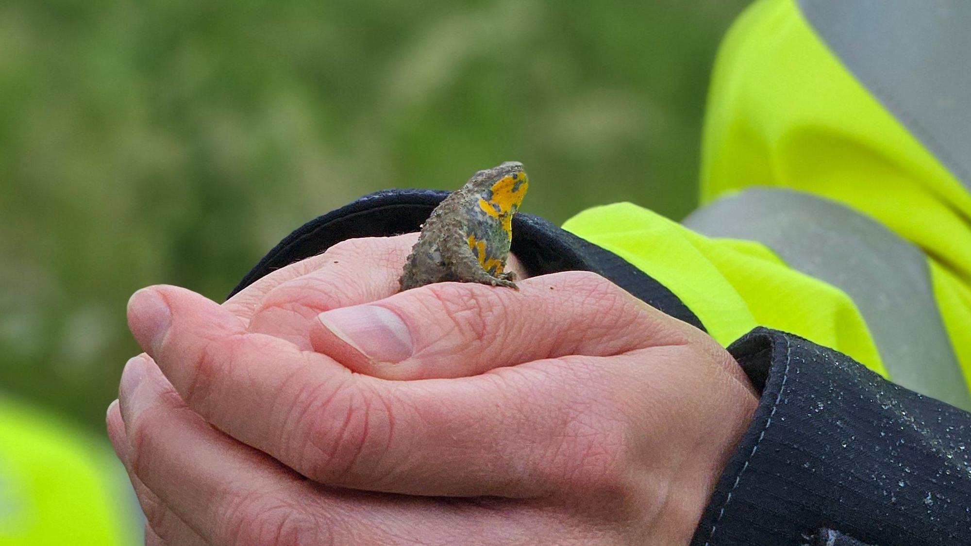 Eine Frau hält eine Gelbbauchunke in der Hand.
