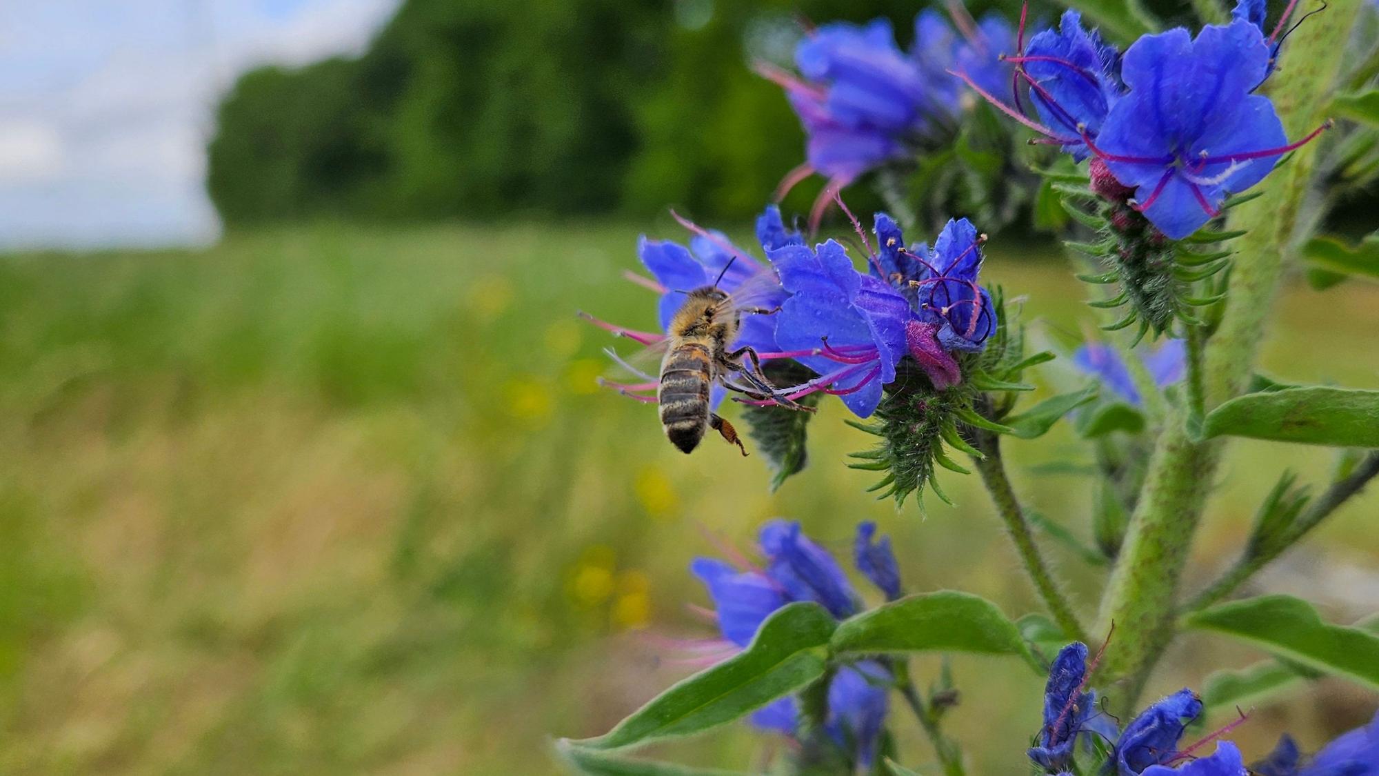 Eine Biene fliegt eine blaue Blüte an.