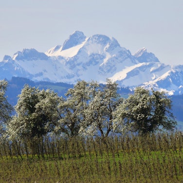 Bayern, Lindau: Blühende Obstbäume stehen hinter einer Plantage vor den schneebedeckten Bergen. Die EU-Staaten haben das umstrittene Naturschutzgesetz beschlossen.