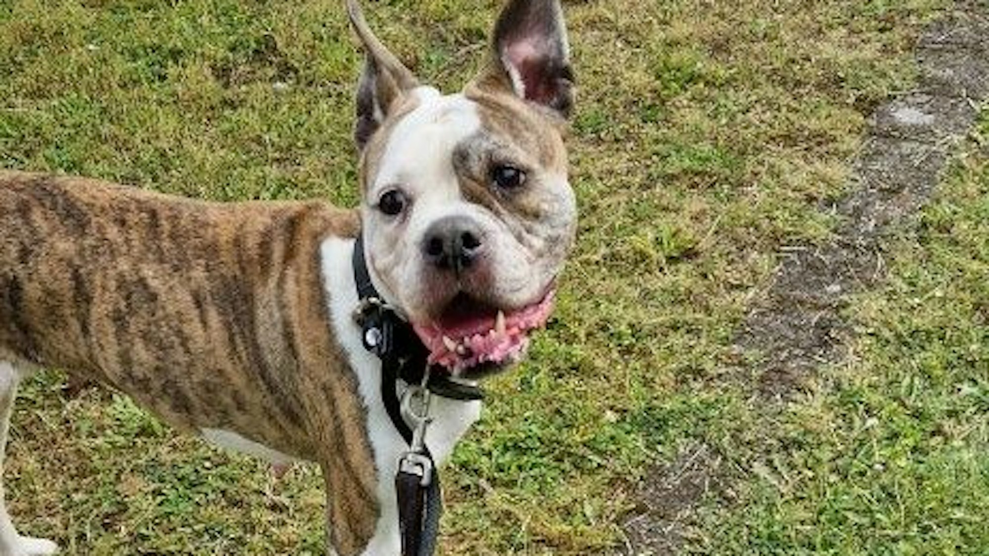 Foto der ausgesetzten Hündin