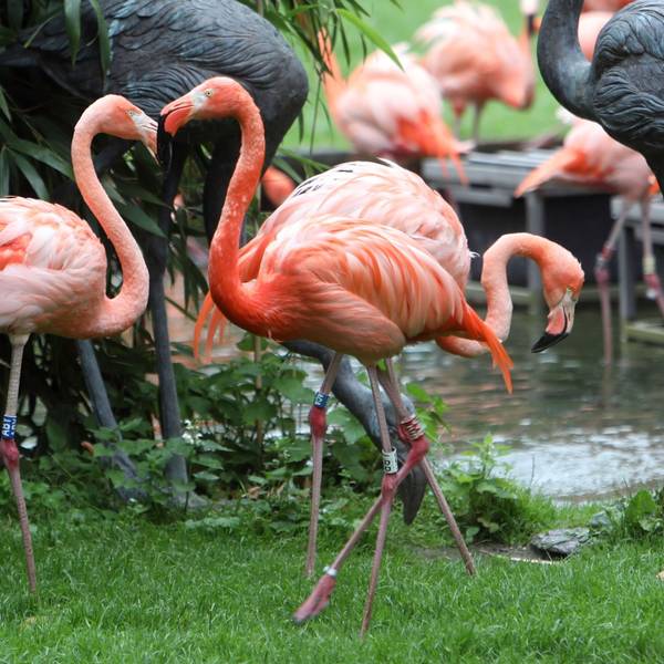 Zu sehen sind mehrere Flamingos im Kölner Zoo.