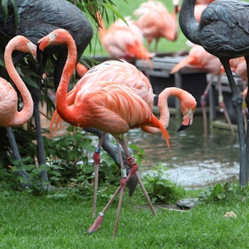 Zu sehen sind mehrere Flamingos im Kölner Zoo.