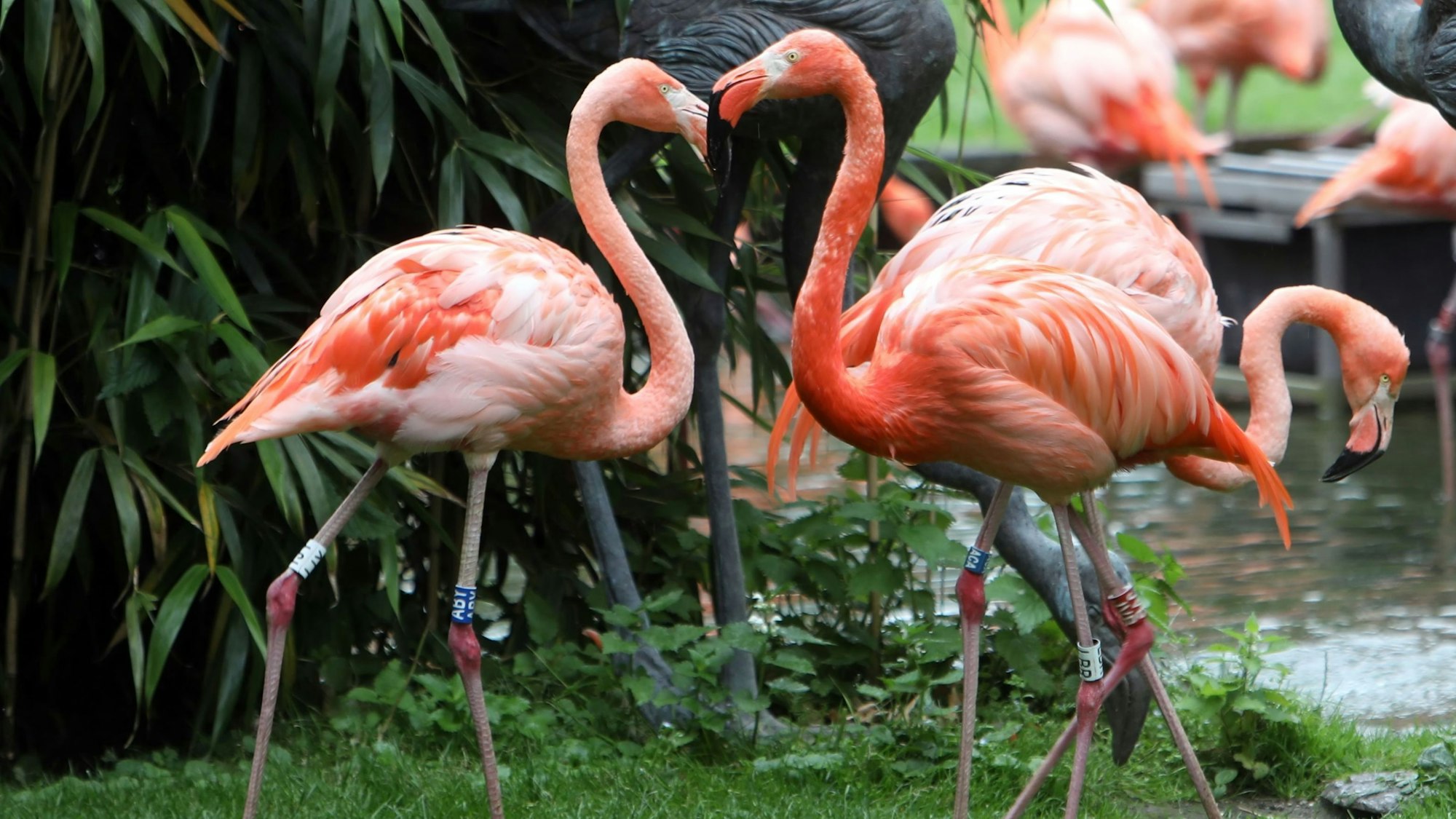 Zu sehen sind mehrere Flamingos im Kölner Zoo.