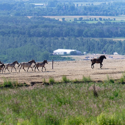 Niederzier: Wildpferde entdecken nach ihrer Auswilderung ihren neuen Lebensraum auf der durch Tagebauabraum entstandene Sophienhöhe am Tagebau Hambach. Die Pferde werden in einem abgesteckten Bereich gehalten, das Grasland beweiden und Artenvielfalt in der Rekultivierung des Tagebaus Hambach weiter erhöhen.