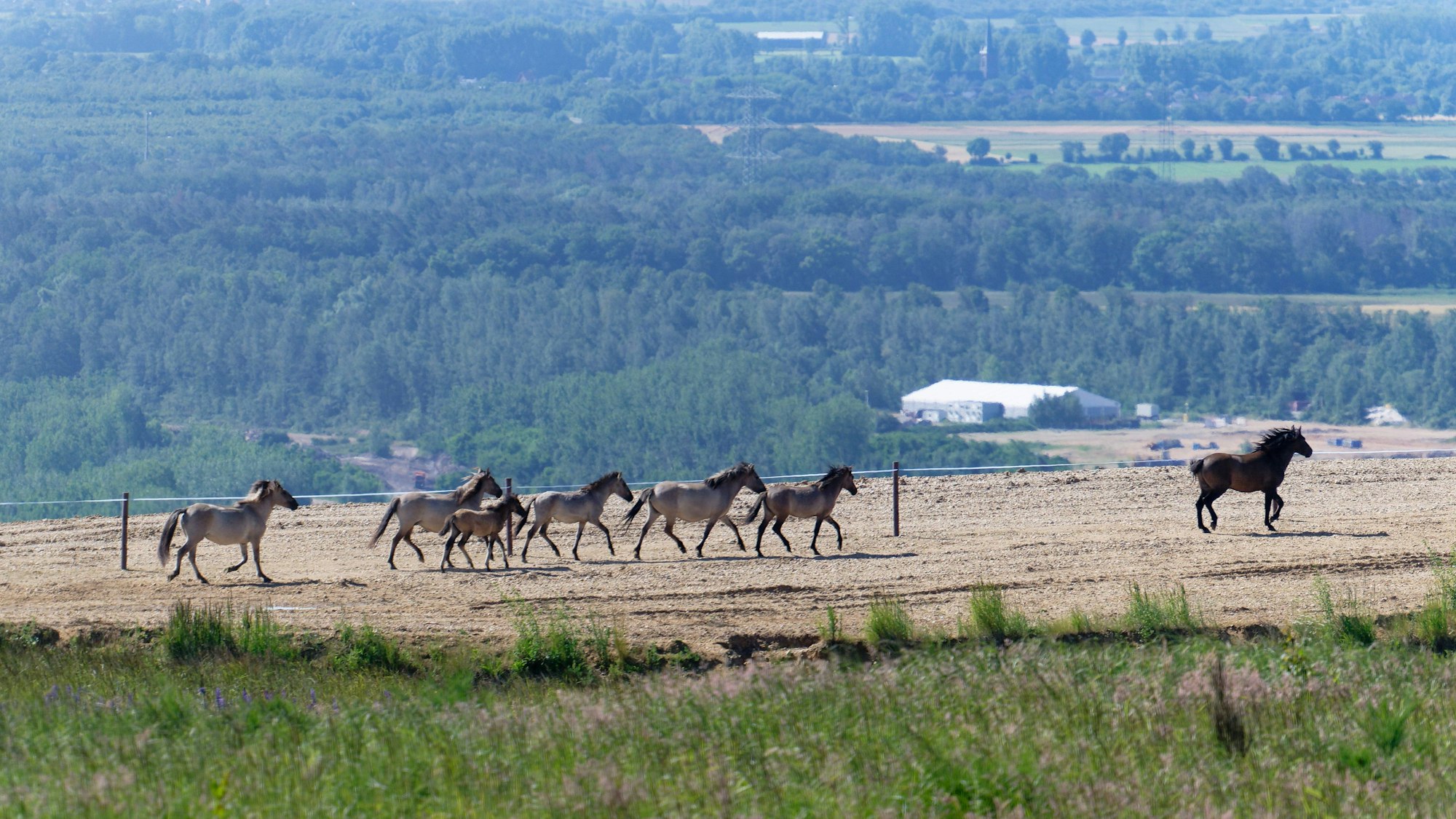 Niederzier: Wildpferde entdecken nach ihrer Auswilderung ihren neuen Lebensraum auf der durch Tagebauabraum entstandene Sophienhöhe am Tagebau Hambach. Die Pferde werden in einem abgesteckten Bereich gehalten, das Grasland beweiden und Artenvielfalt in der Rekultivierung des Tagebaus Hambach weiter erhöhen.