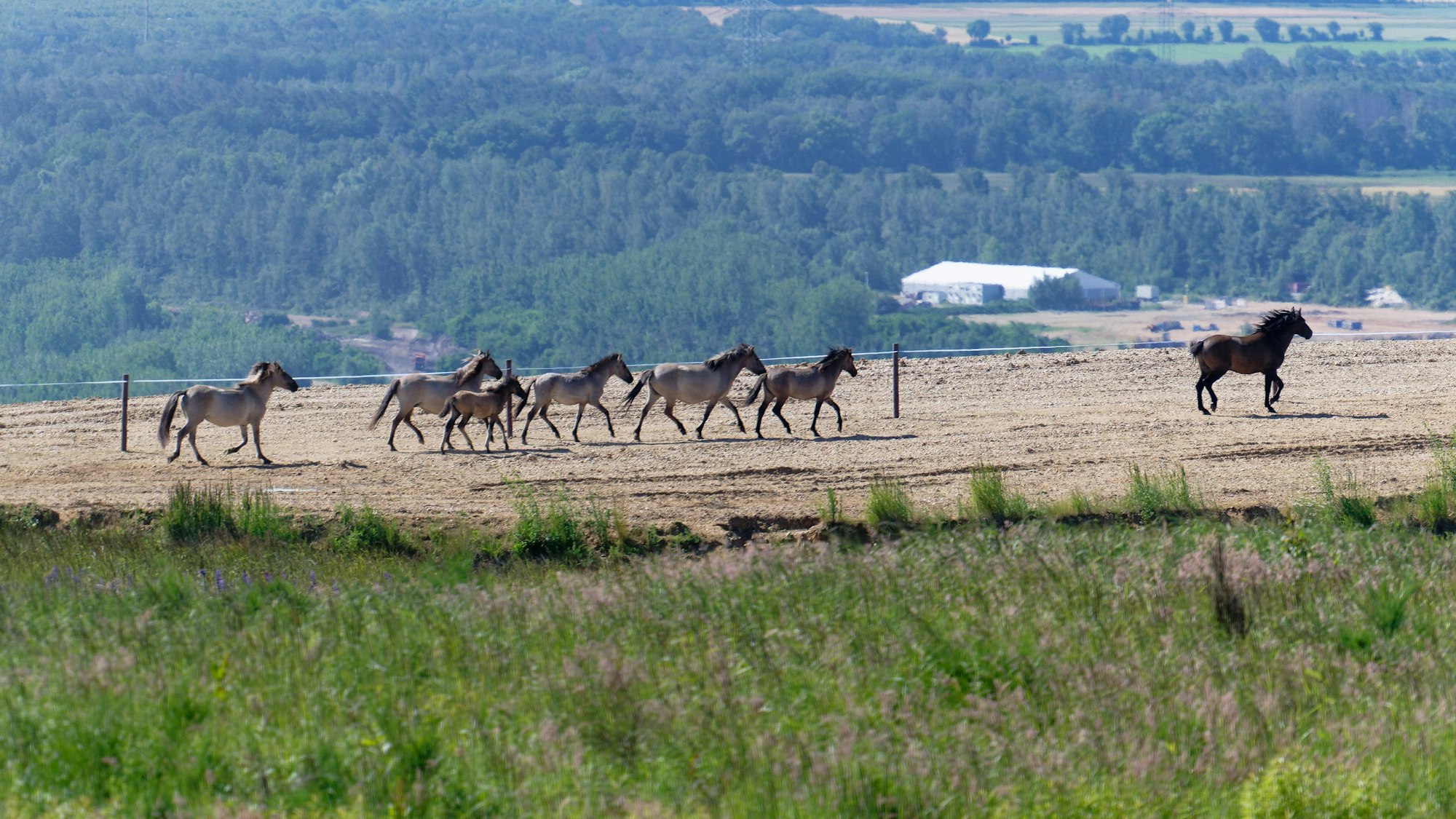 13.06.2024, Nordrhein-Westfalen, Niederzier: Wildpferde entdecken nach ihrer Auswilderung ihren neuen Lebensraum auf der durch Tagebauabraum entstandene Sophienhöhe am Tagebau Hambach. Die Pferde werden in einem abgesteckte Bereich gehalten, das Grasland beweiden und Artenvielfalt in der Rekultivierung des Tagebaus Hambach weiter erhöhen.