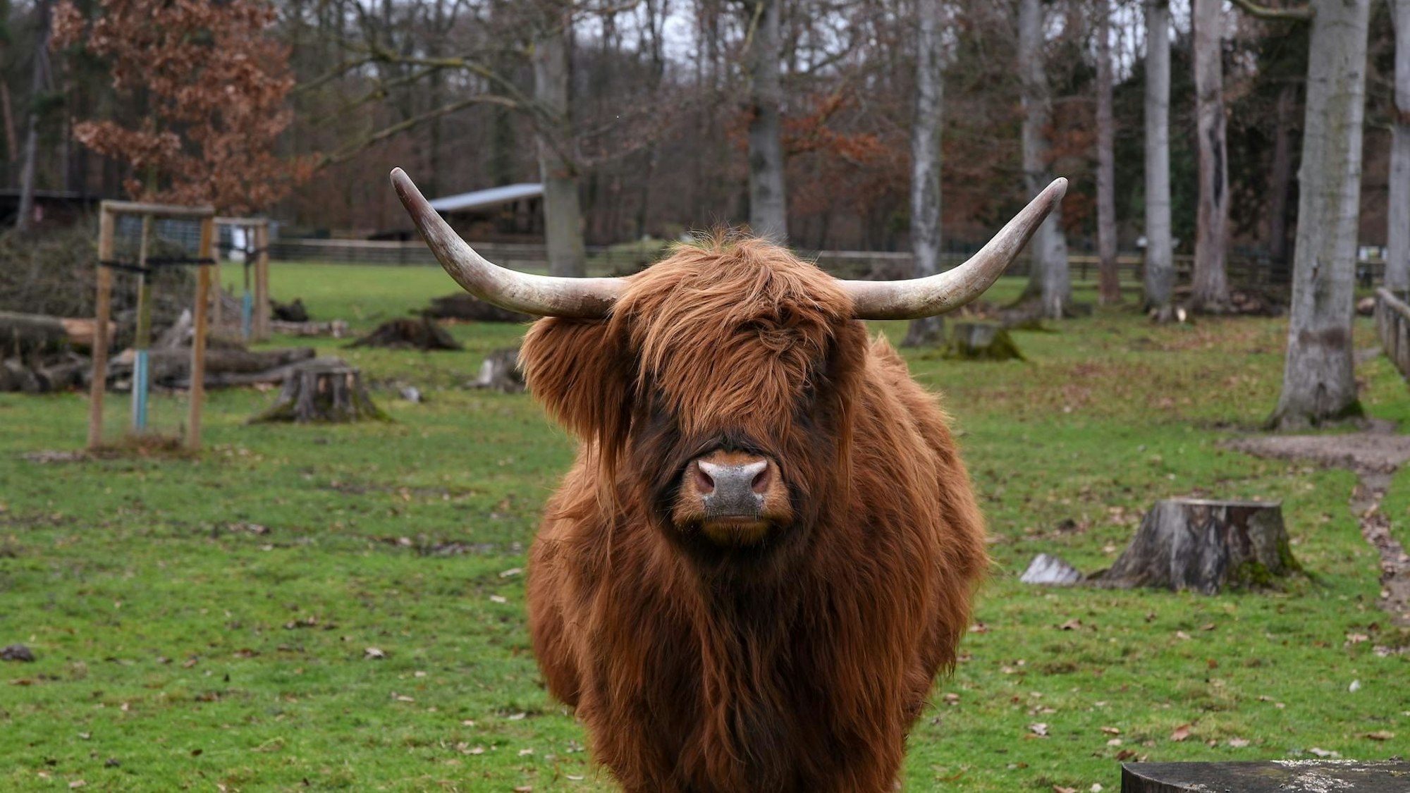 The color is right, as is the name: A Scottish Highland cow represents Scotland at Lindenthal Zoo.