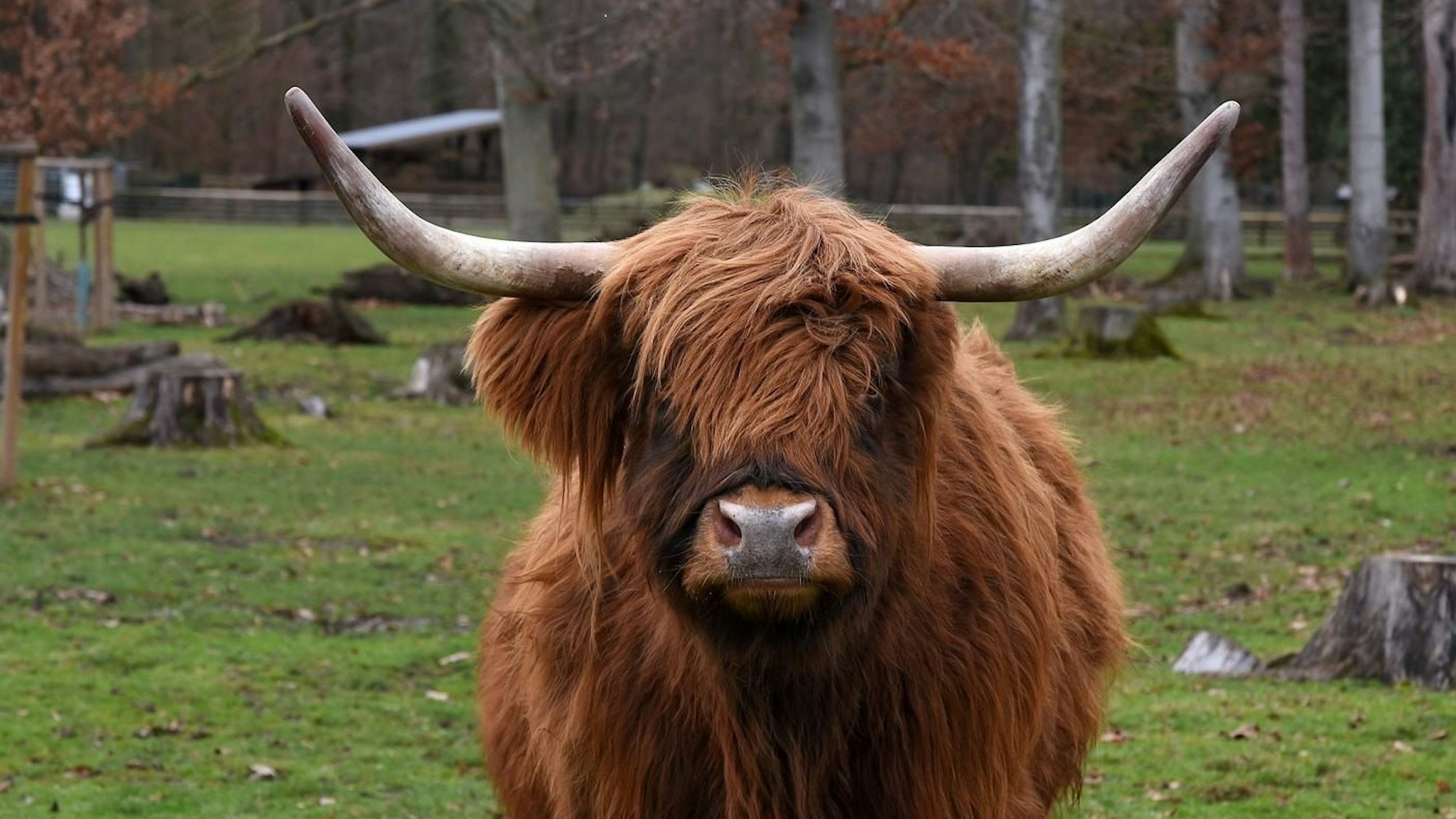 Die Farbe stimmt, der Name auch: Ein schottisches Hochlandrind repräsentiert Schottland im Lindenthaler Tierpark.