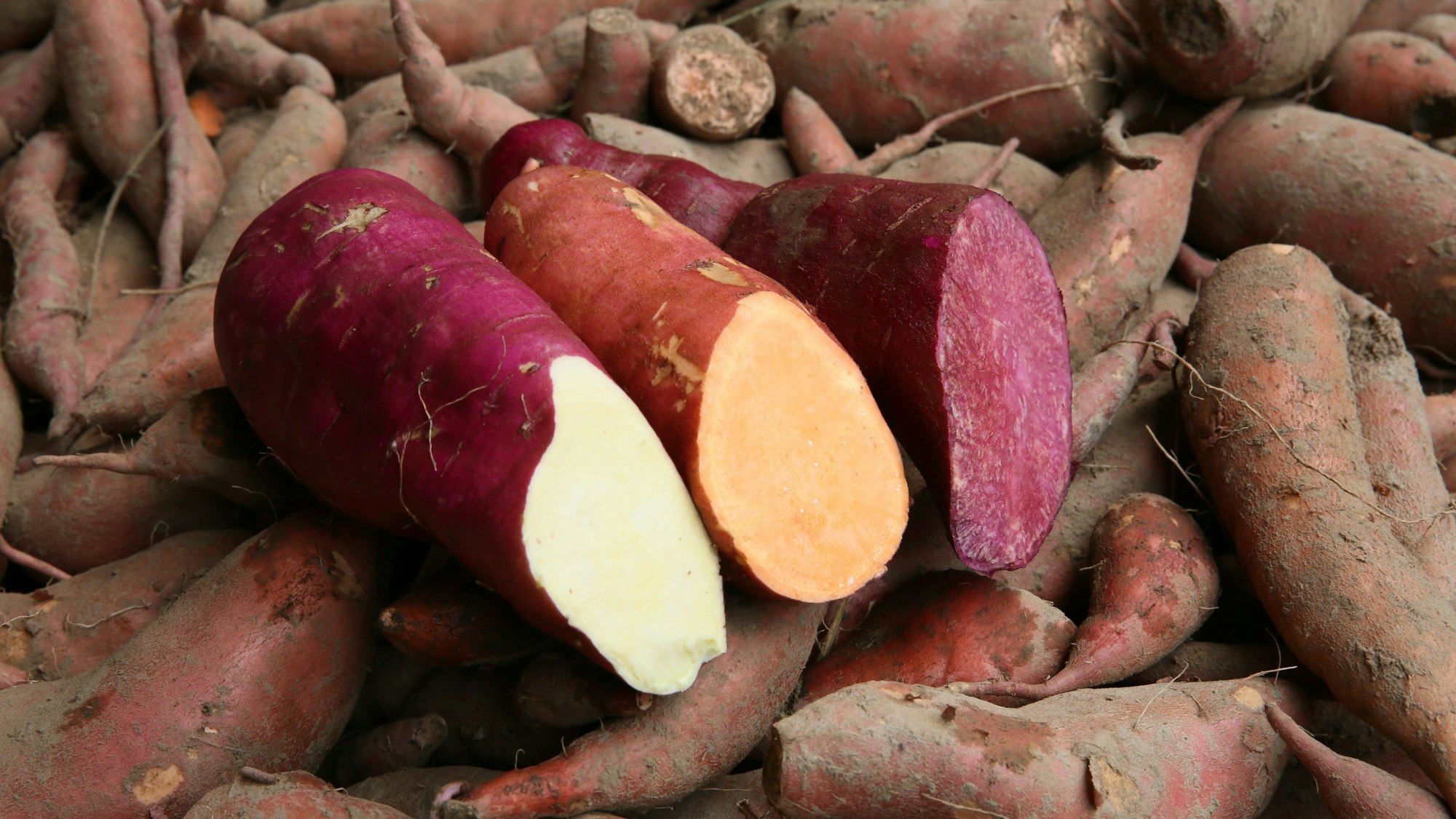 Süßkartoffel-Ernte