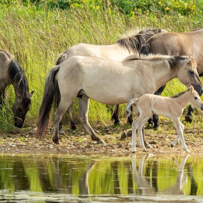 Auf dem Bild ist das Fohlen zu sehen.