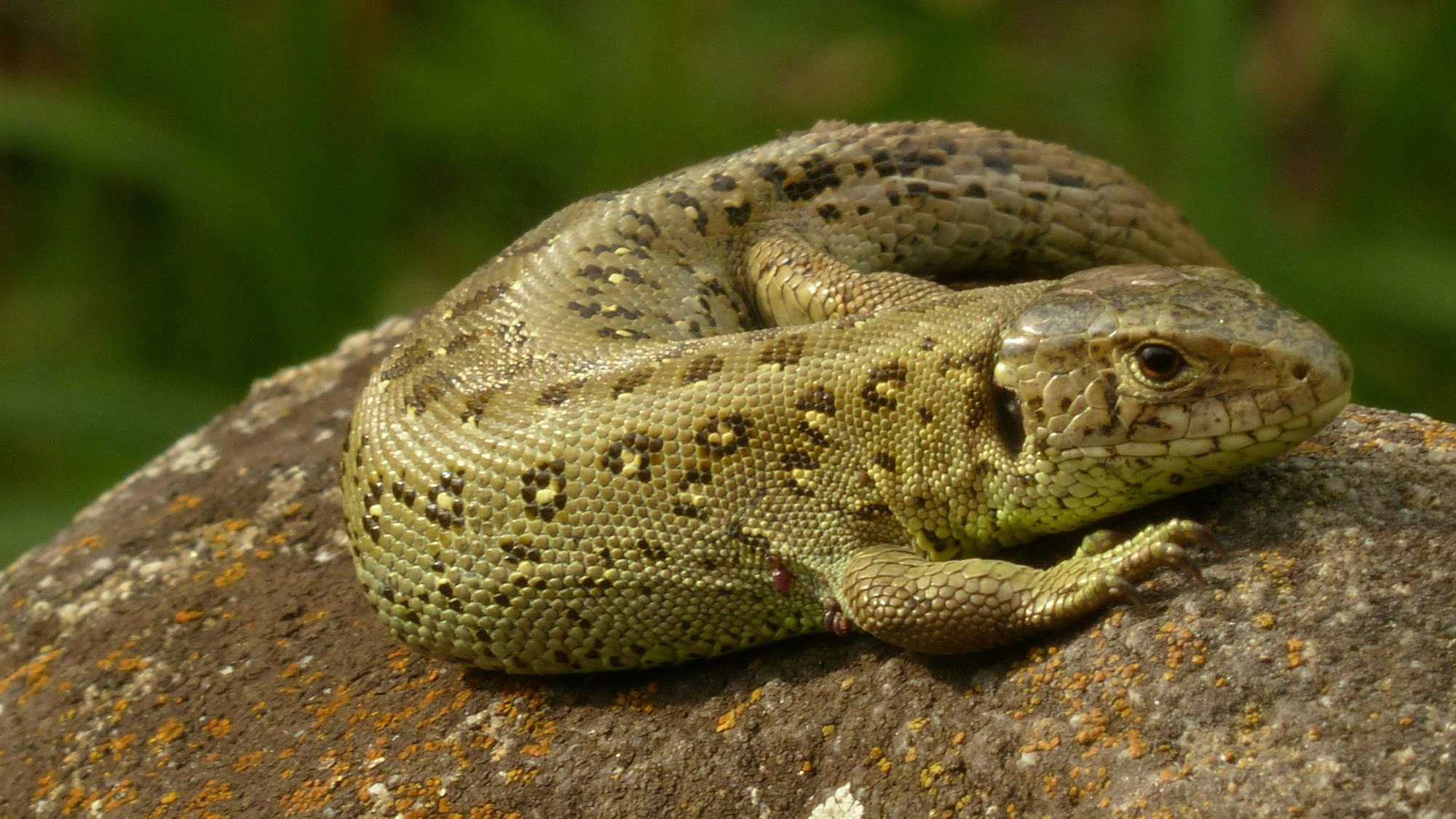 Grüne Eidechse, die auf einem Stein liegt
