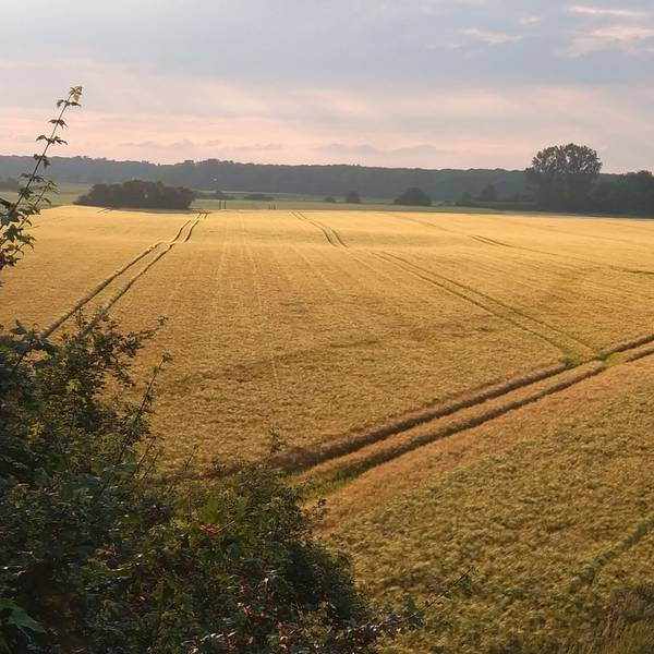 Zwischen Esch und Roggendorf/Thenhoven prägen weite Felder die Landschaft.