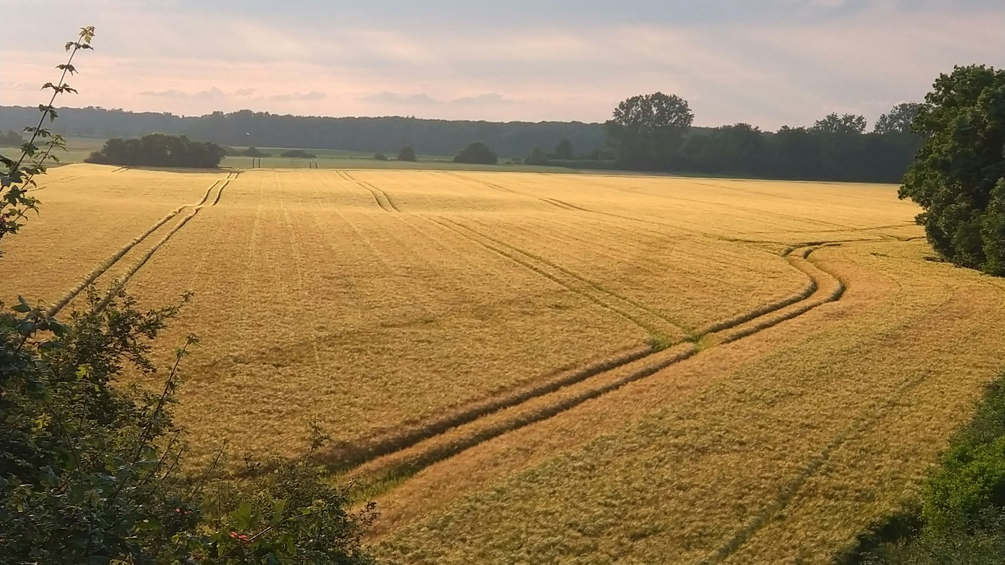 Zwischen Esch und Roggendorf/Thenhoven prägen weite Felder die Landschaft.