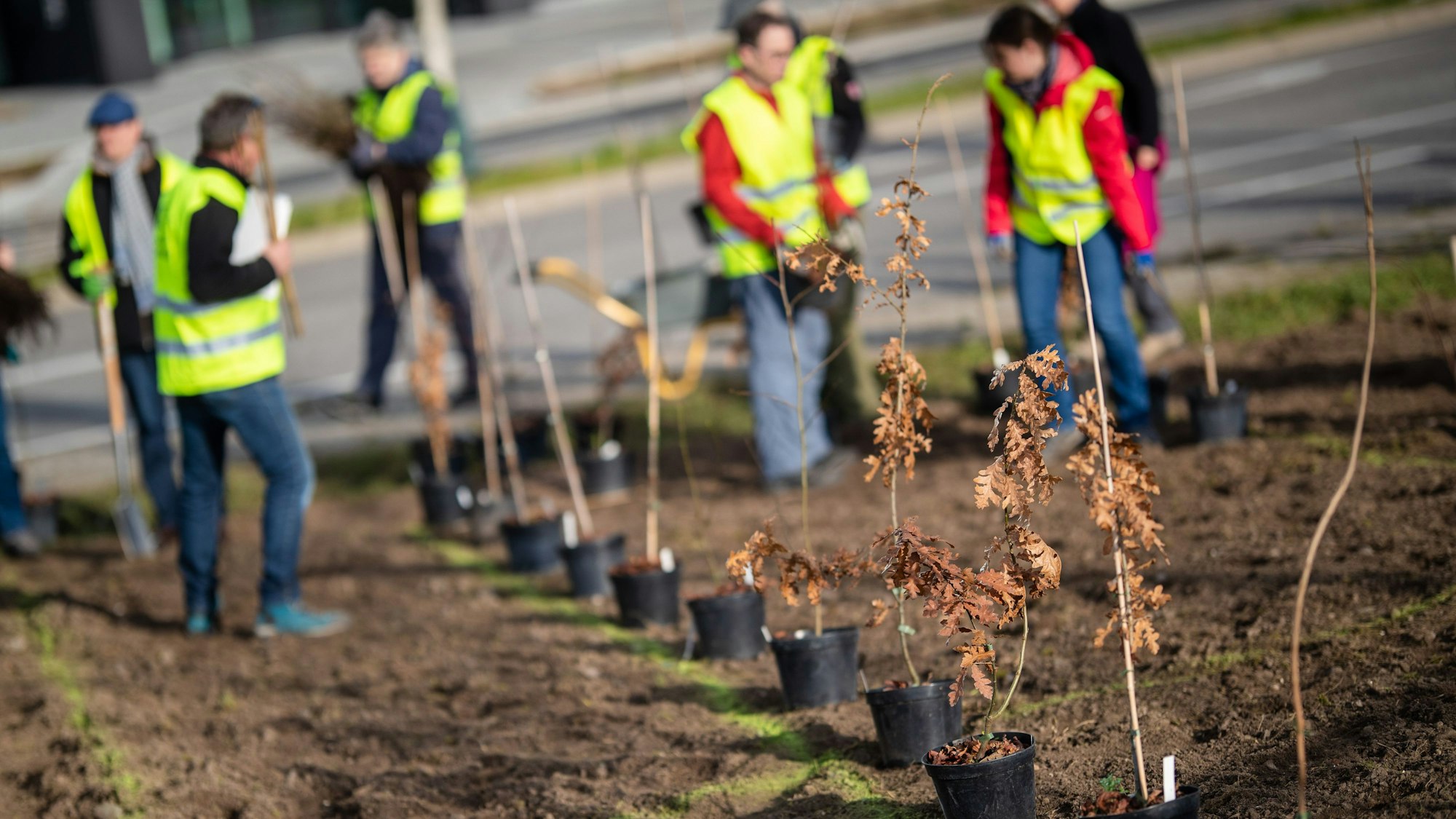 In Warnwesten pflanzen einige Personen Bäume dicht aneinander.