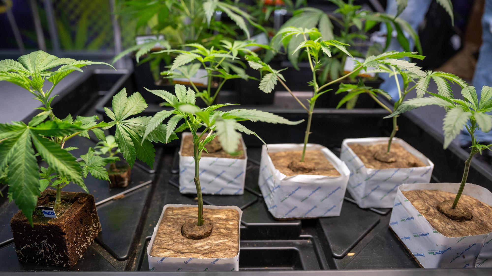 ARCHIV - 14.06.2024, Berlin: Hanfsämlinge werden auf der Hanfmesse «Mary Jane» zum Verkauf angeboten. (zu dpa: «NRW erlaubt bis zu 3000 Cannabis-Clubs») Foto: Monika Skolimowska/dpa +++ dpa-Bildfunk +++