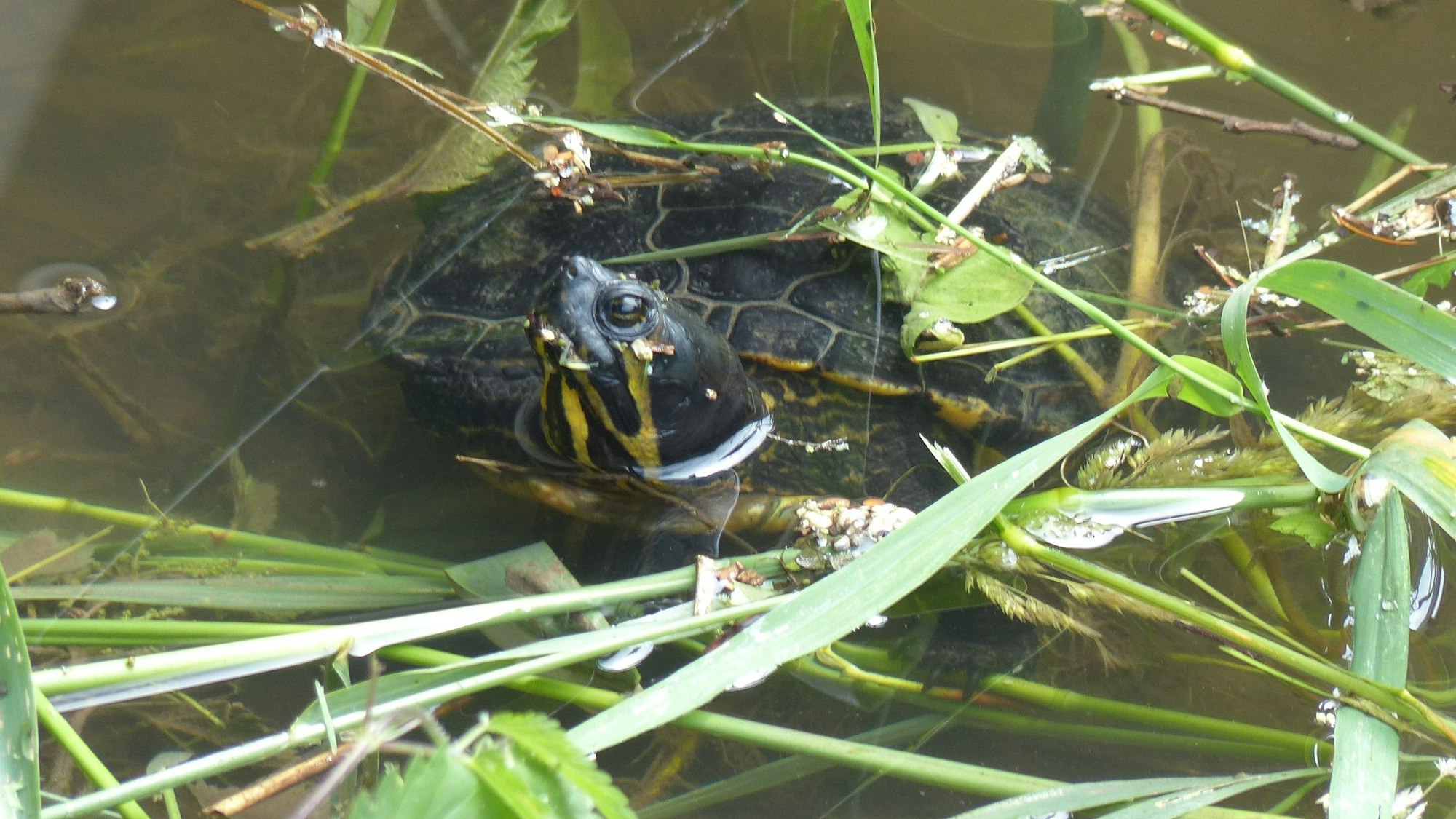 Auf dem Foto ist eine Schildkröte in einem Bach zu sehen.