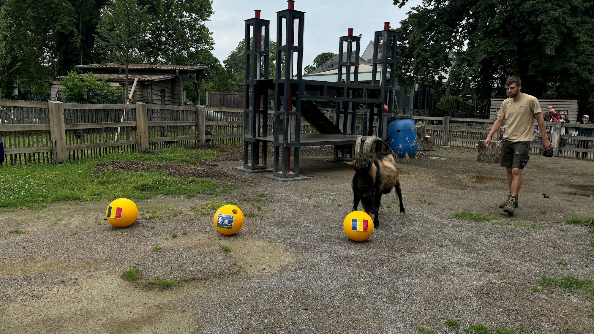 Orakel Hennes entscheidet sich für die rumänische Kugel.