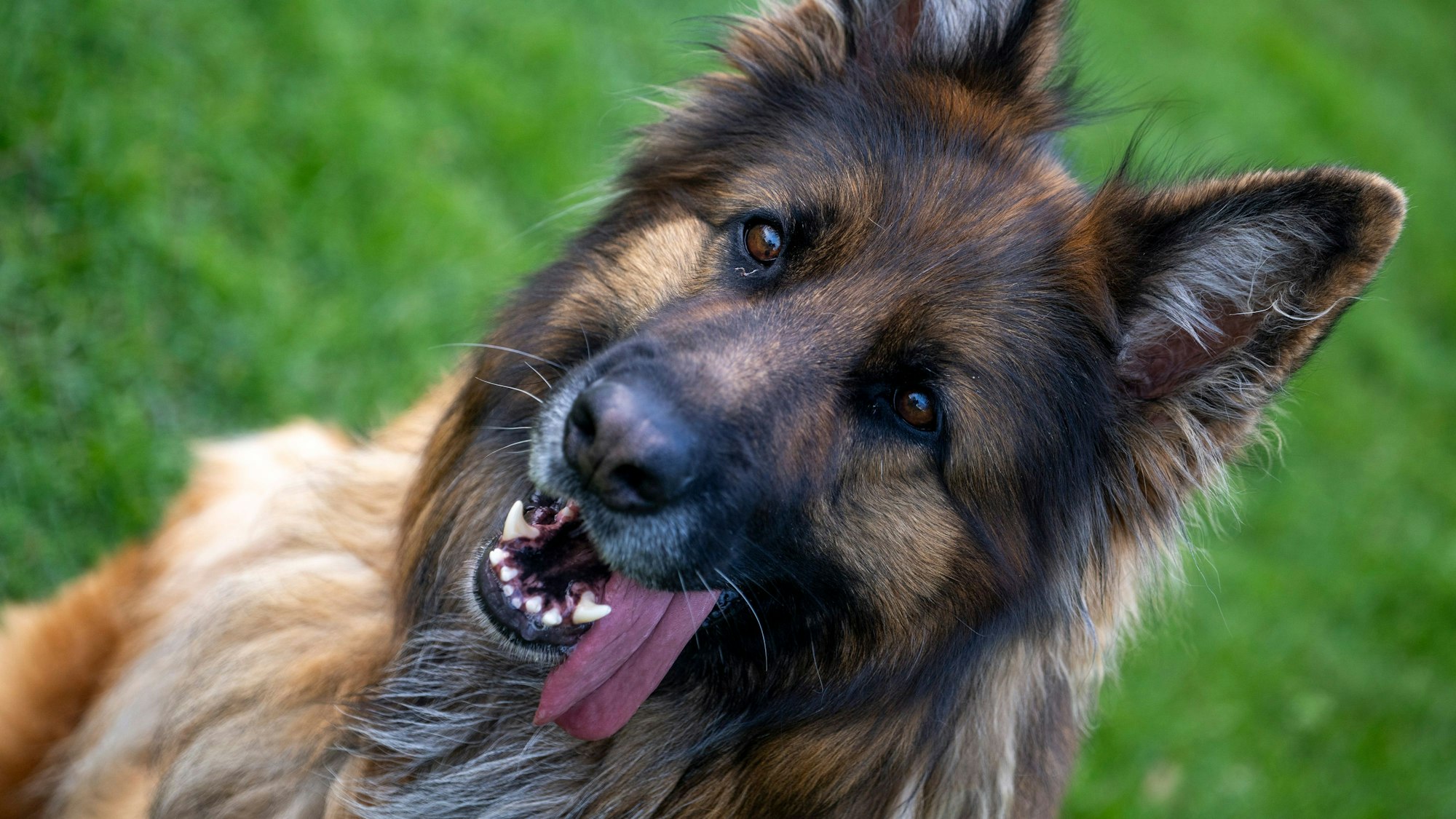 Ein Deutscher Schäferhund sitzt auf einer Wiese.