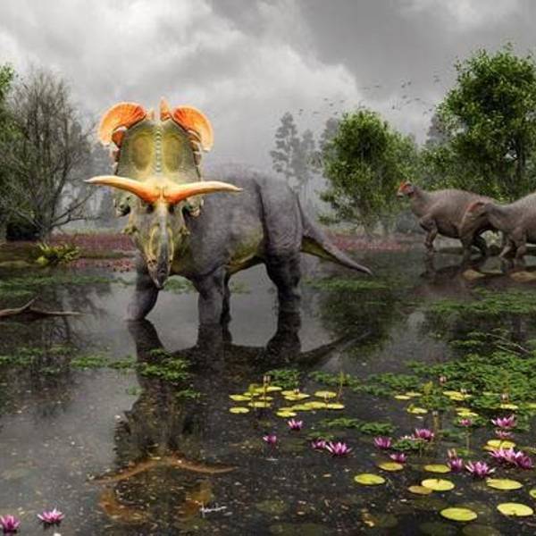Der Dinosaurier mit seinen auffälligen Hörnern soll vor 78 Millionen Jahren durch Nordamerika gestreift sein.