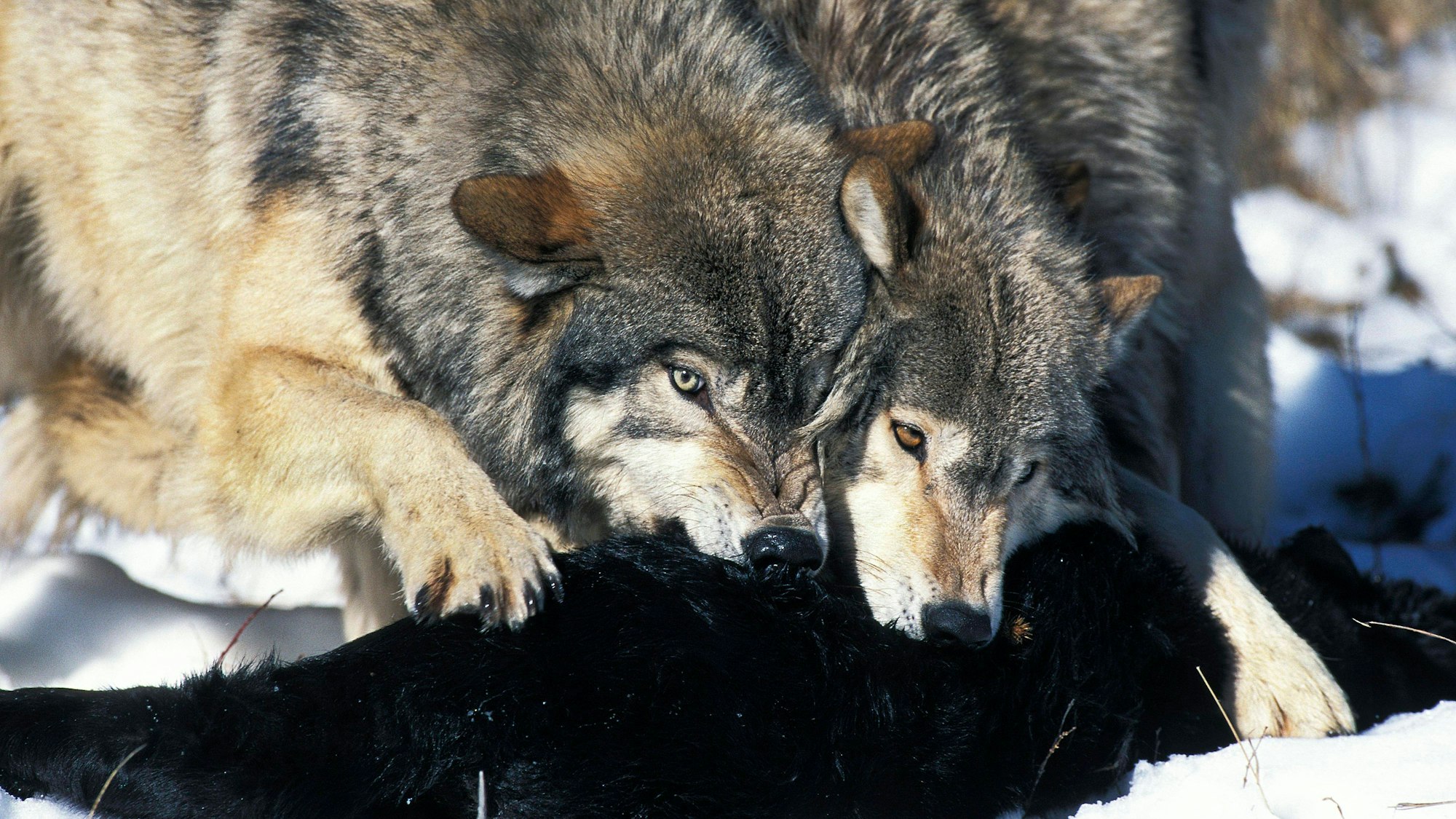 Nordamerikanische Mackenzie-Wölfe in der kanadischen Wildnis. In einem französischen Safari-Park attackierten drei Mackenzie-Wölfe eine Frau. (Archivbild)