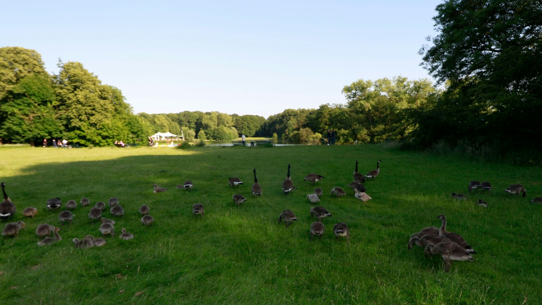 Gänse und deren Kücken watscheln über eine Wiese im Stadtwald. Auch am Decksteiner Weiher sind Wiesen und Wege teilweise extrem durch Gänsekot verschmutzt.Links im Bild ist ein gutes Dutzend Küken zu sehen.