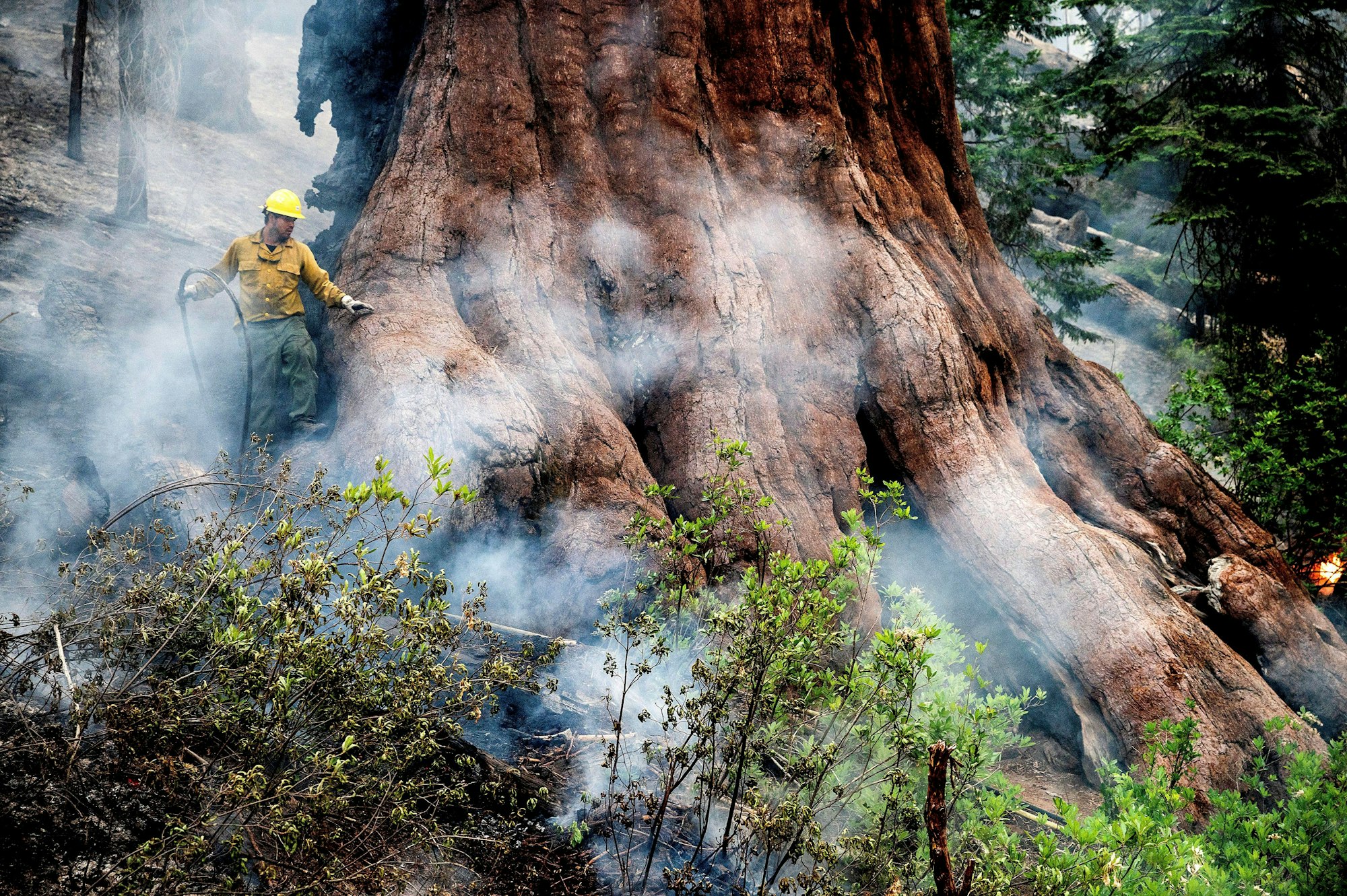 09.07.2022, USA, Yosemite National Park: Ein Feuerwehrmann schützt einen Mammutbaum, während das Washburn-Feuer im Mariposa-Hain der Riesenmammutbäume (Grove of Giant Sequoias) im Yosemite-Nationalpark brennt. Foto: Noah Berger/AP/dpa +++ dpa-Bildfunk +++